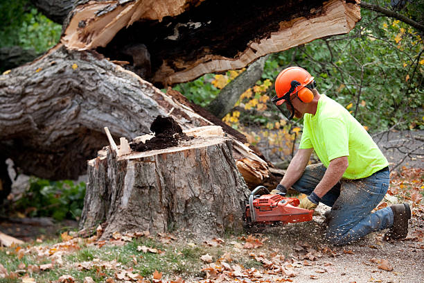 How Our Tree Care Process Works  in  White Hall, WV